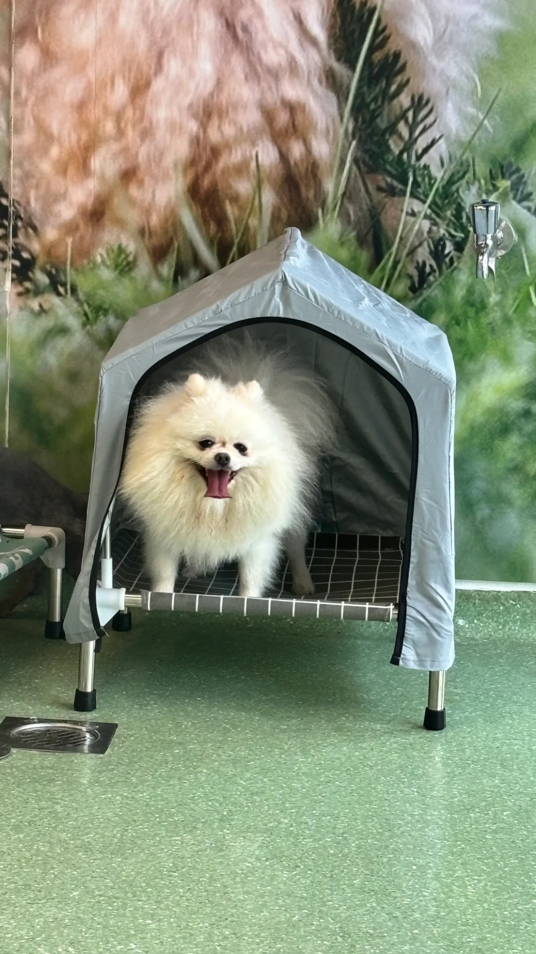 Pet day-care gallery photo 1