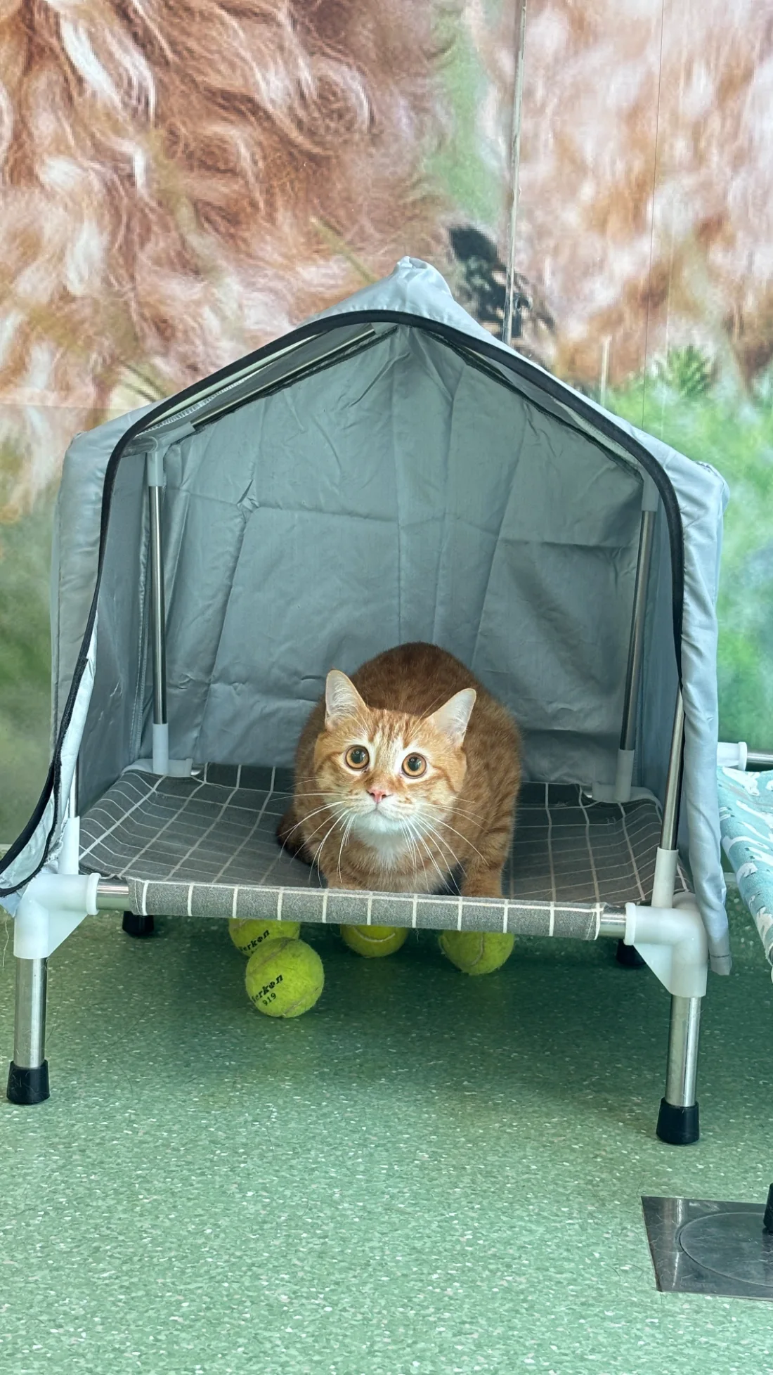 Pet day-care gallery photo 2