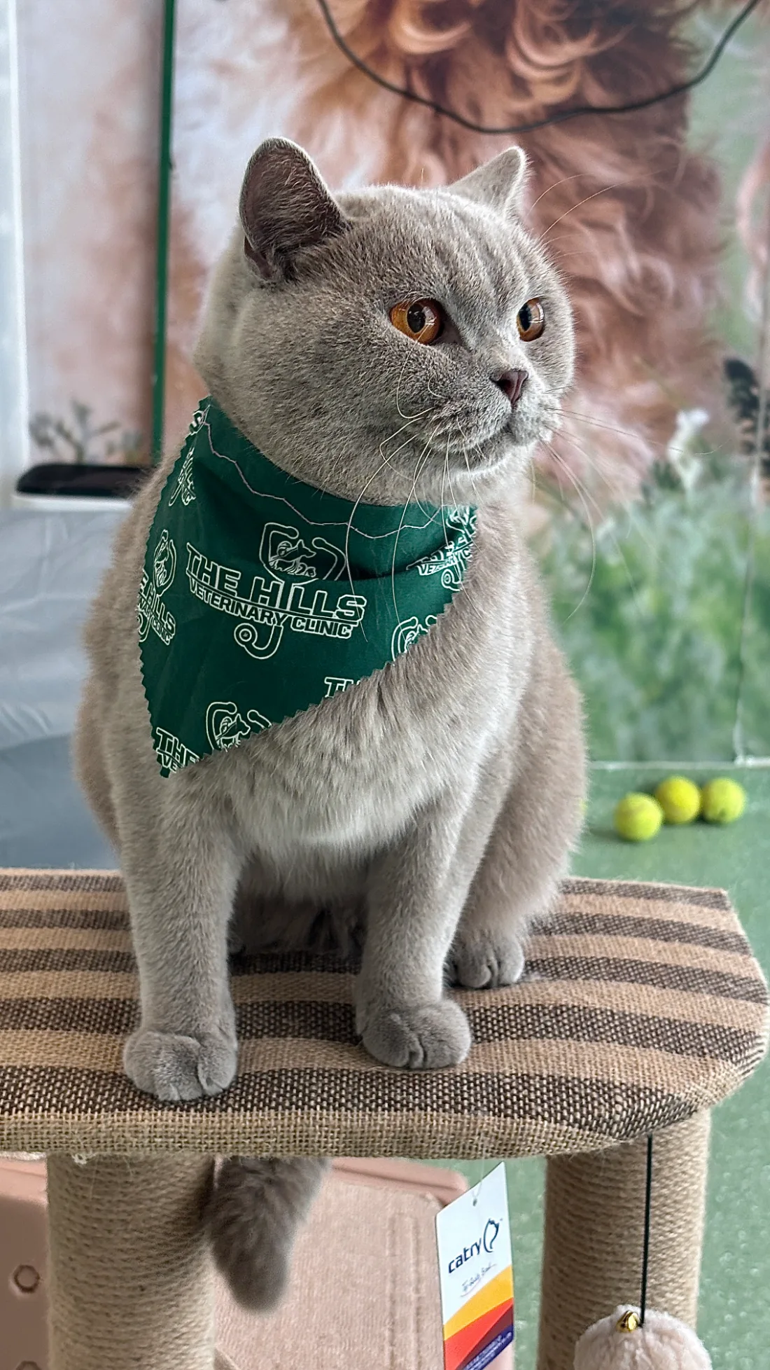 Pet day-care gallery photo 3