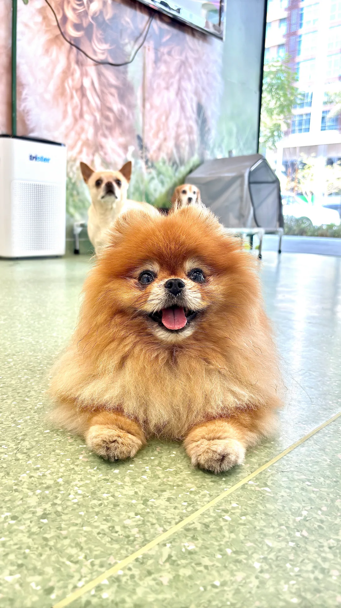 Pet day-care gallery photo 4