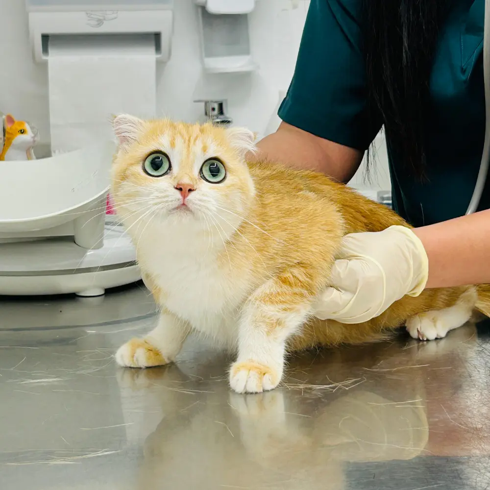 General veterinary consultation at The Hills Veterinary Clinic