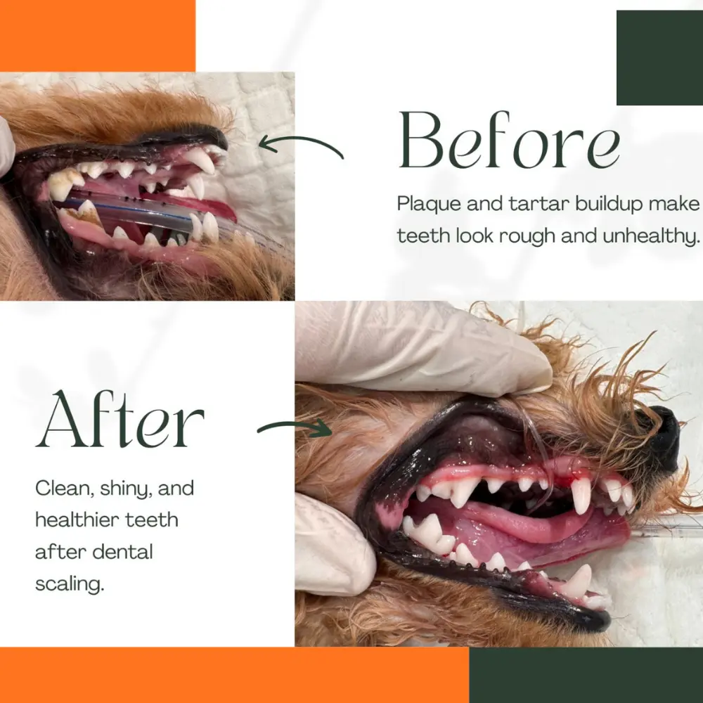 Pet dental scaling and dental care