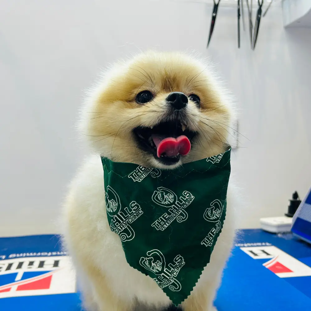 Professional pet grooming in Dubai Hills