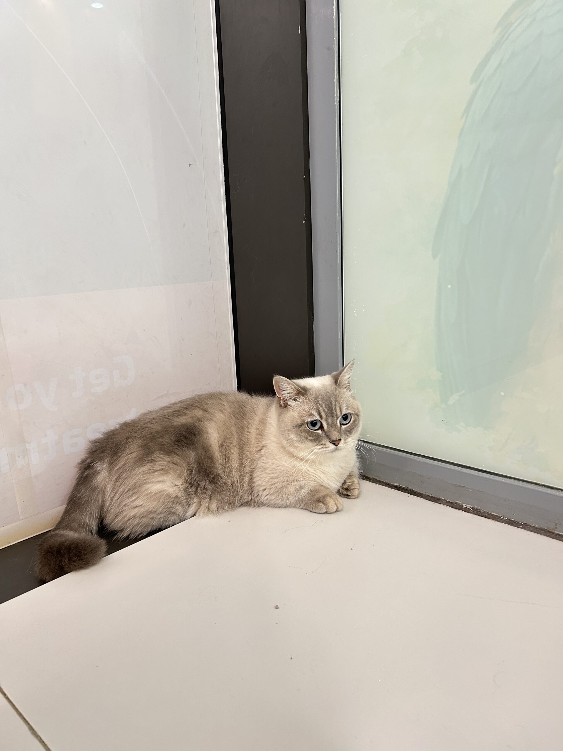 Pet day-care gallery photo 8
