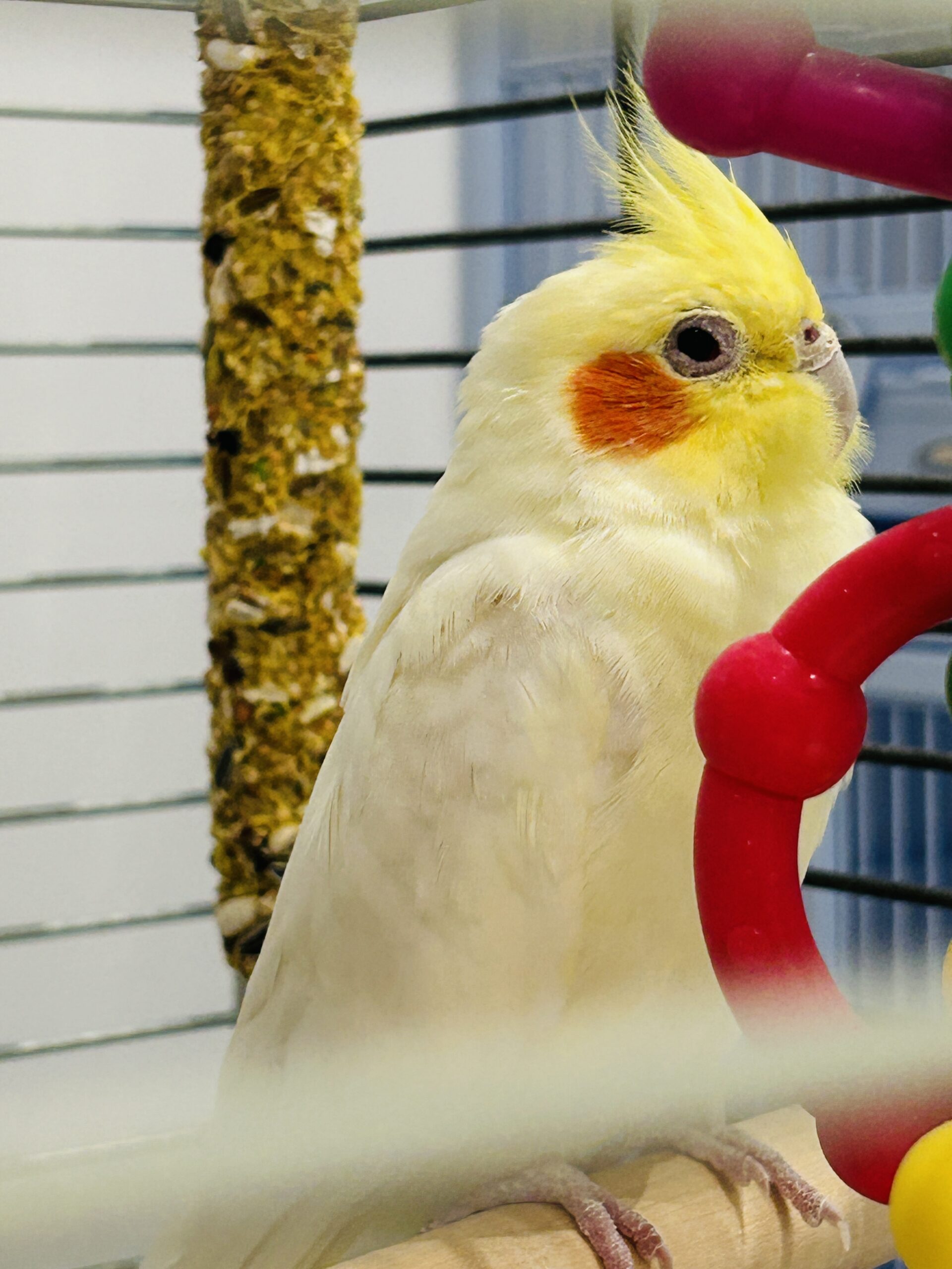 Exotic pet veterinary care at The Hills Veterinary Clinic