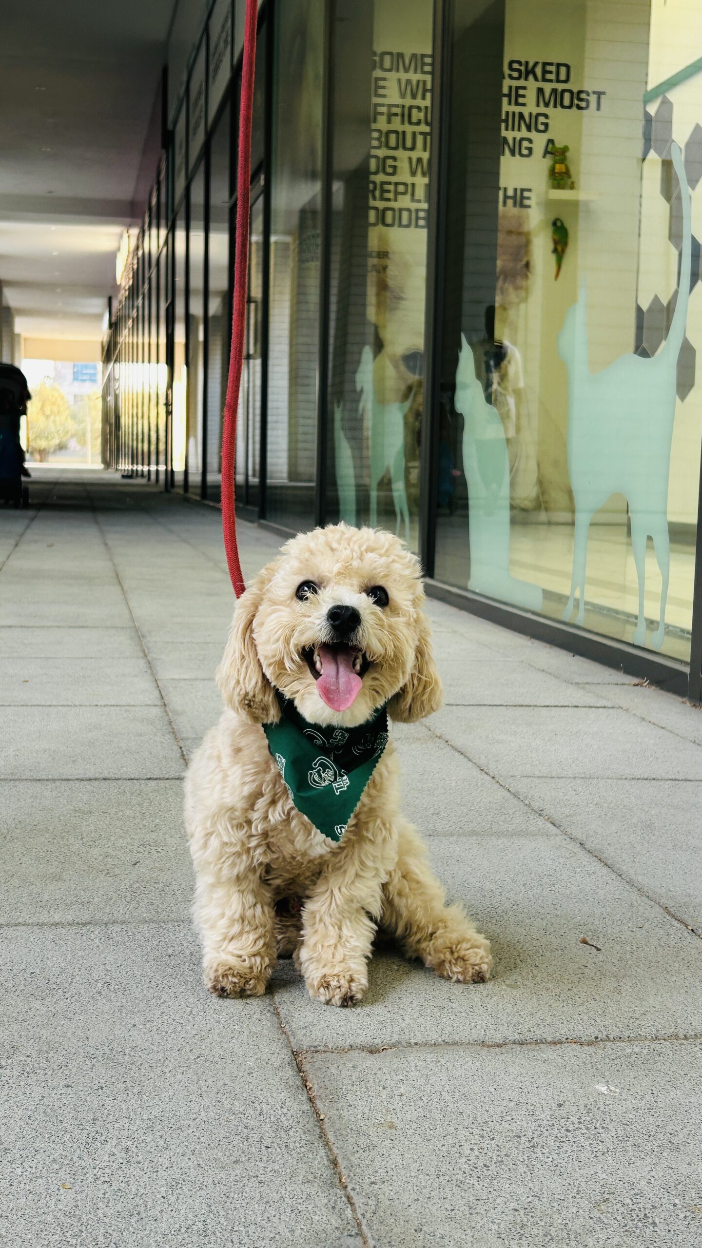 Pet day-care gallery photo 5