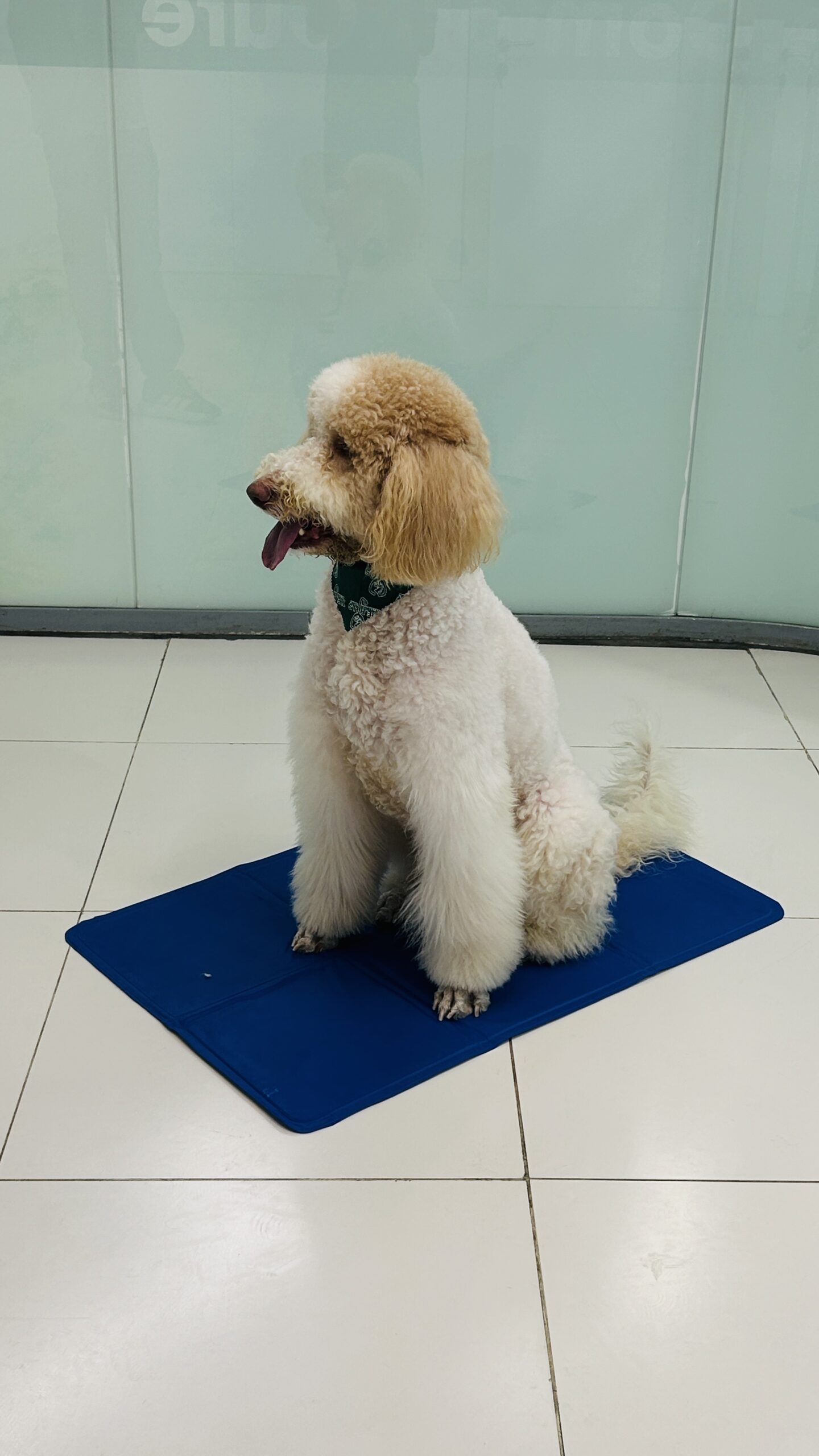 Pet day-care gallery photo 6