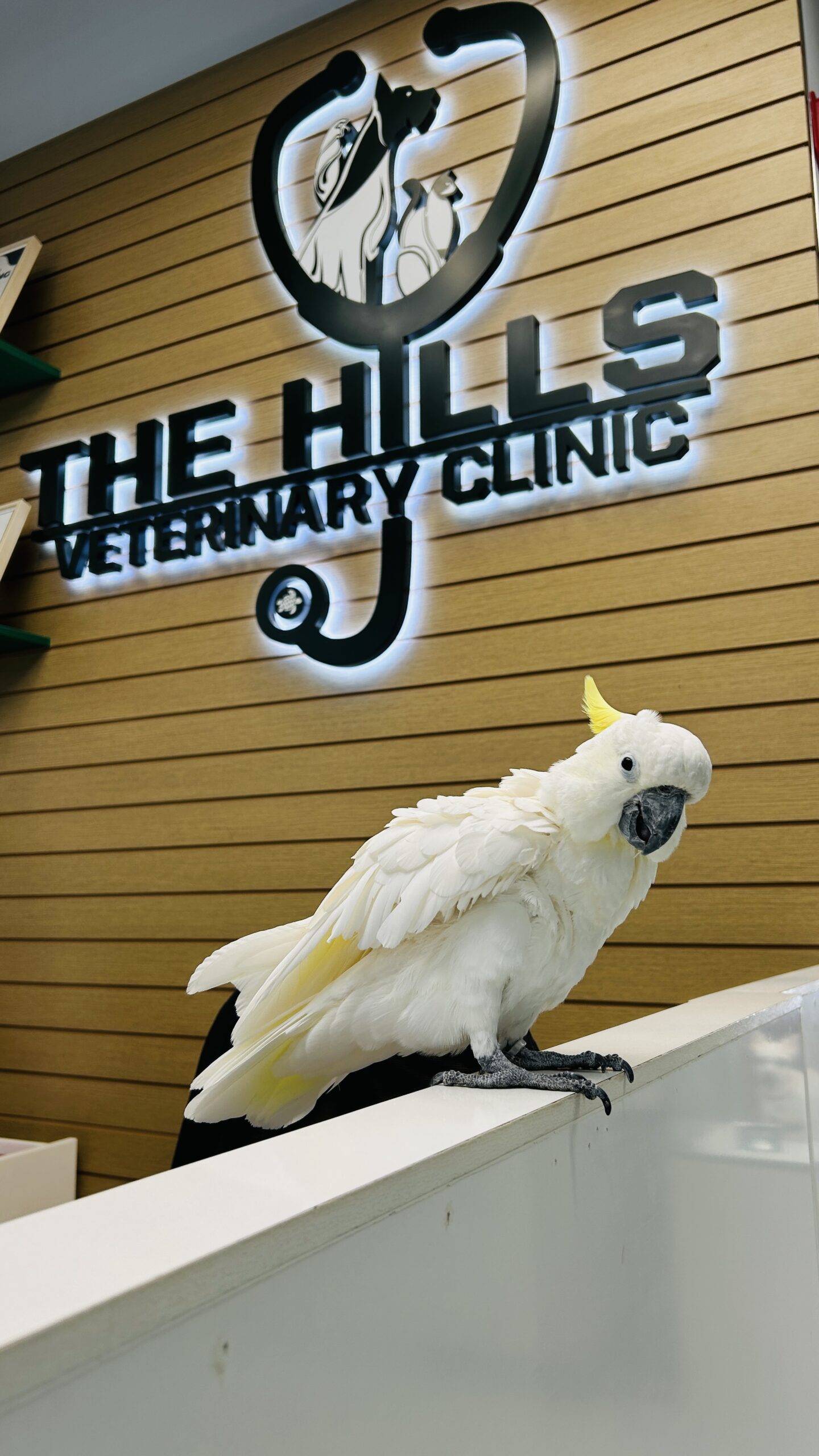 Avian and small animal care at The Hills Veterinary Clinic
