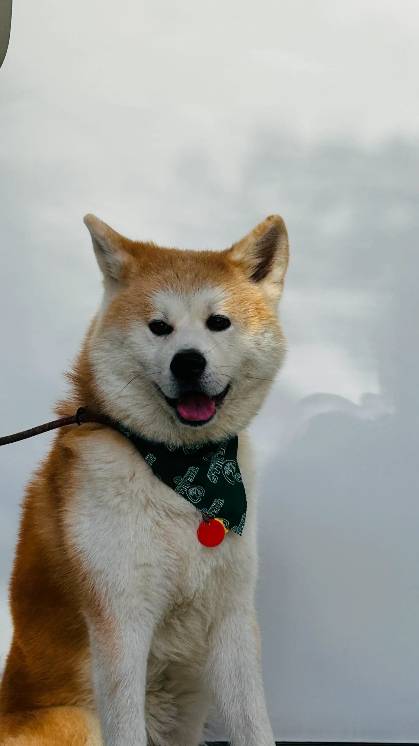Pet day-care gallery photo 9