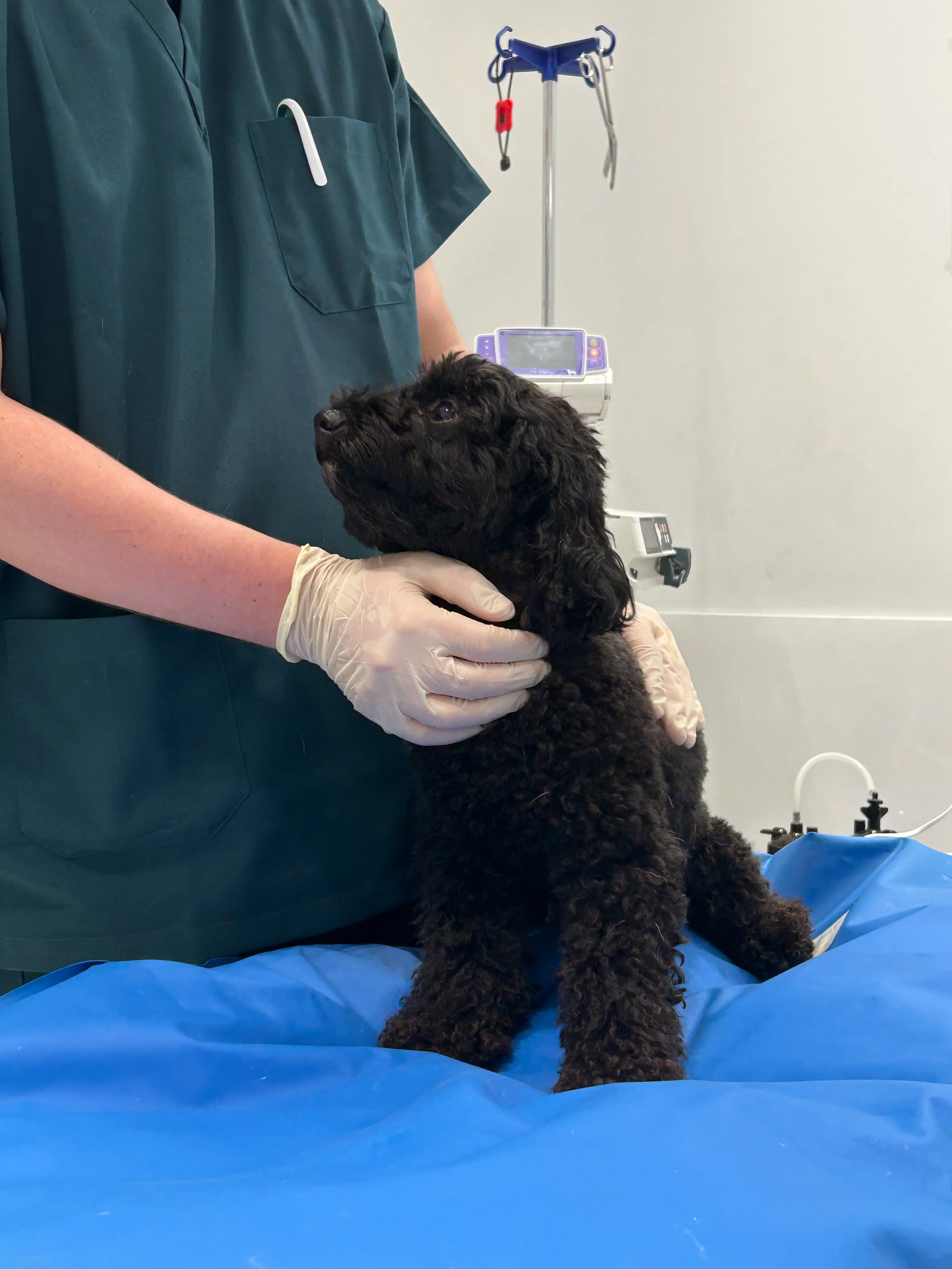 Pet care at The Hills Veterinary Clinic