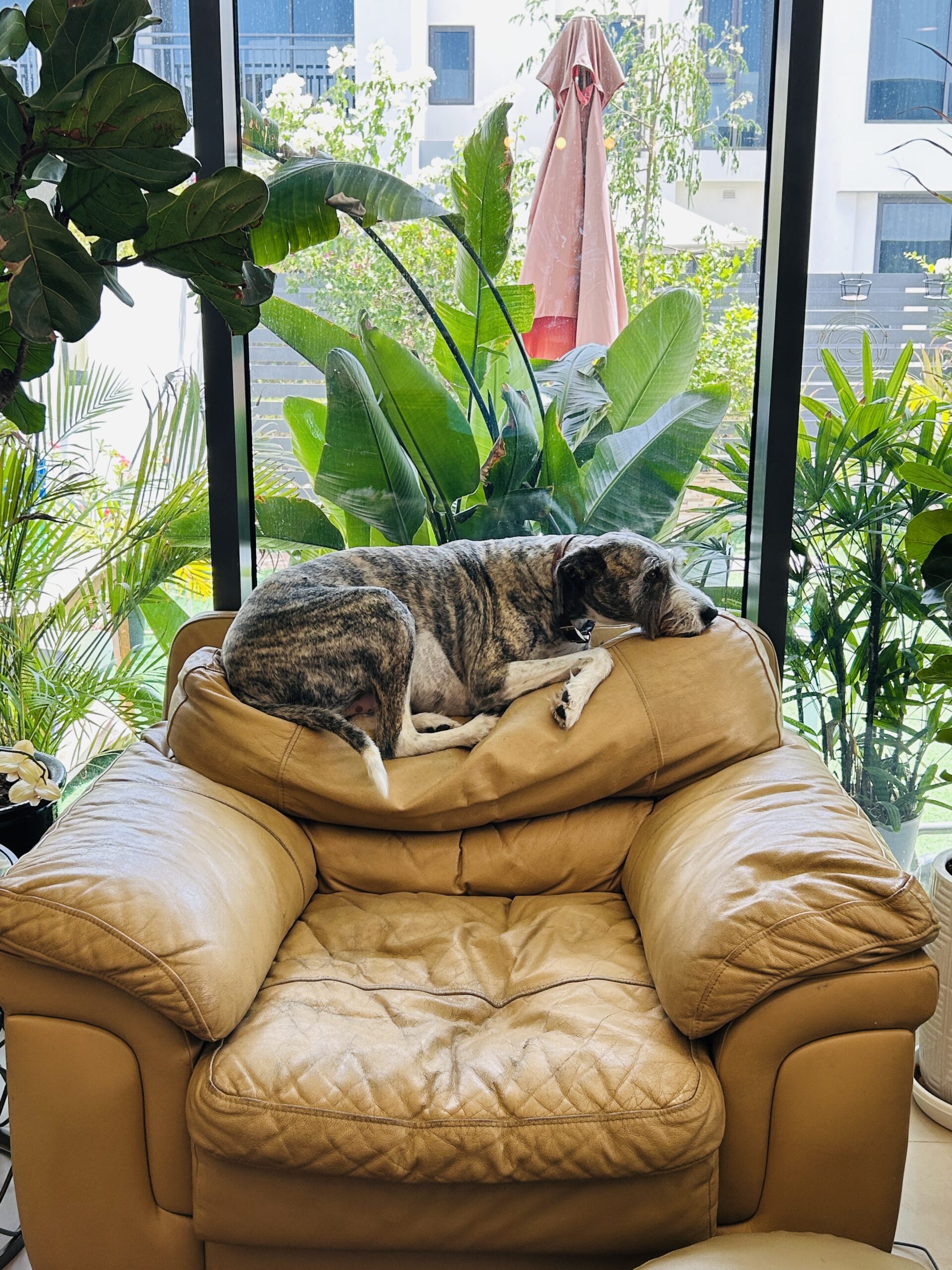 Pet sitting service at home by The Hills Veterinary Clinic