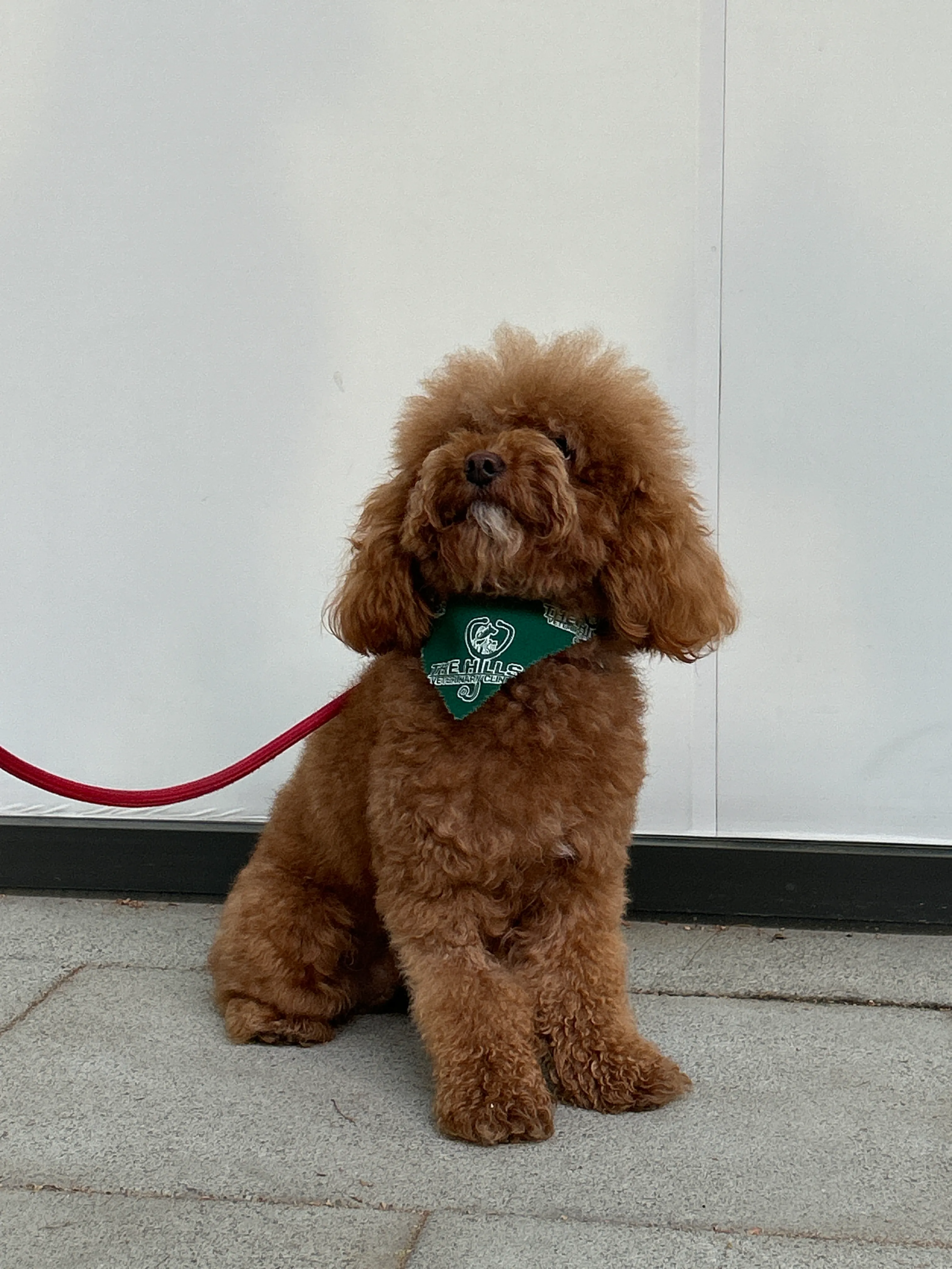 Pet day-care gallery photo 11