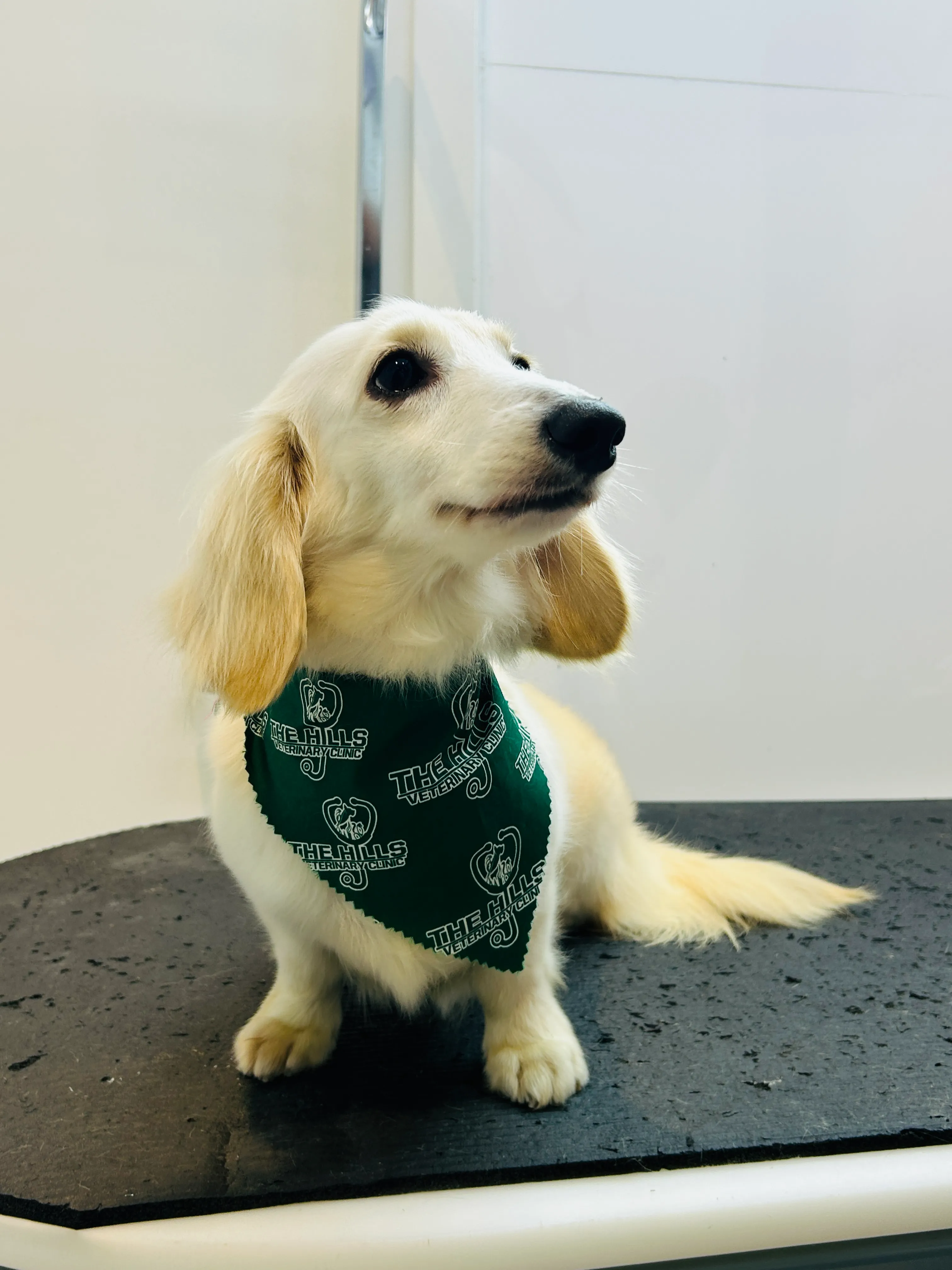 Pet receiving attentive veterinary care