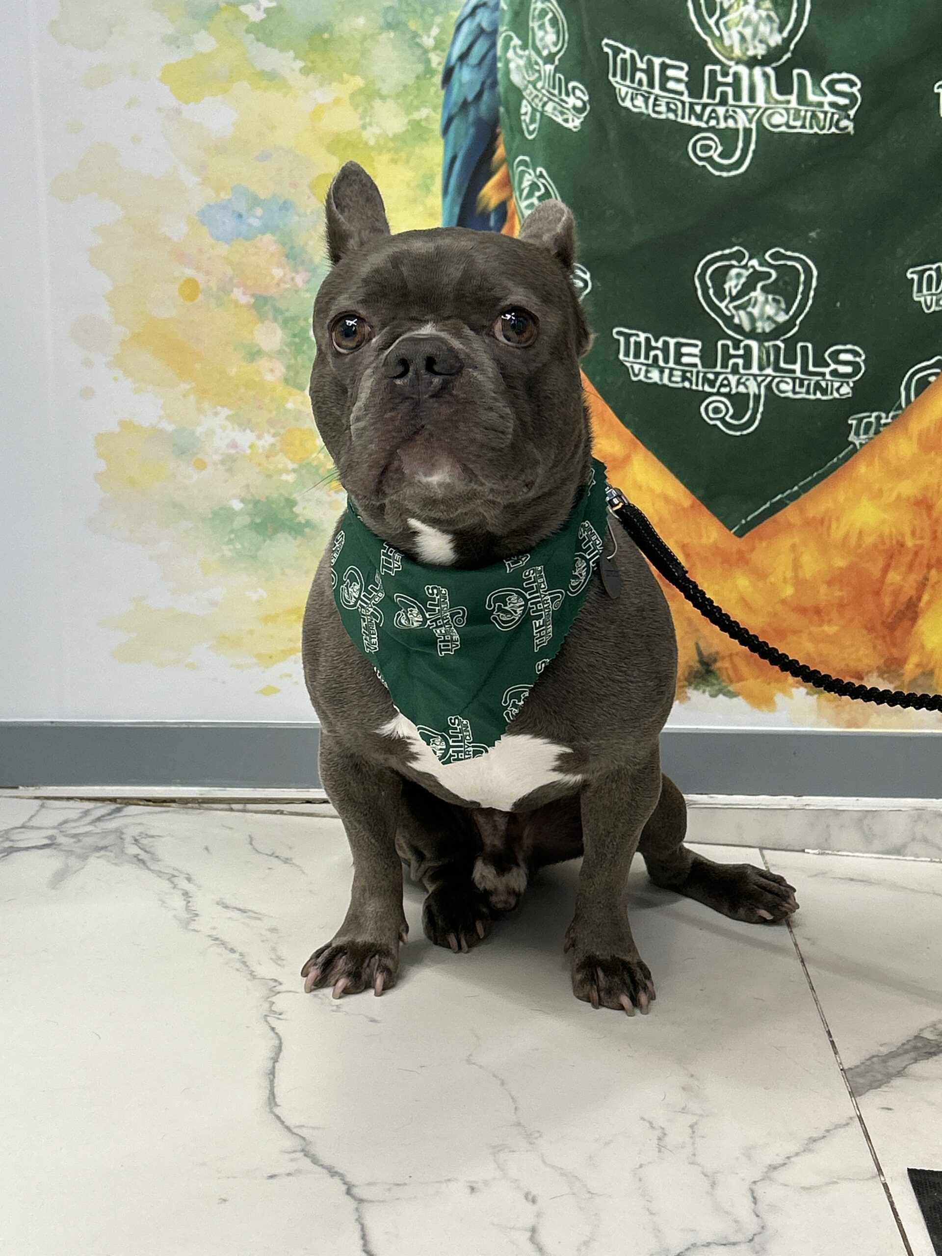 Pet day-care gallery photo 7