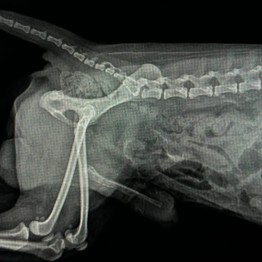 Veterinary digital X-ray service in Dubai Hills