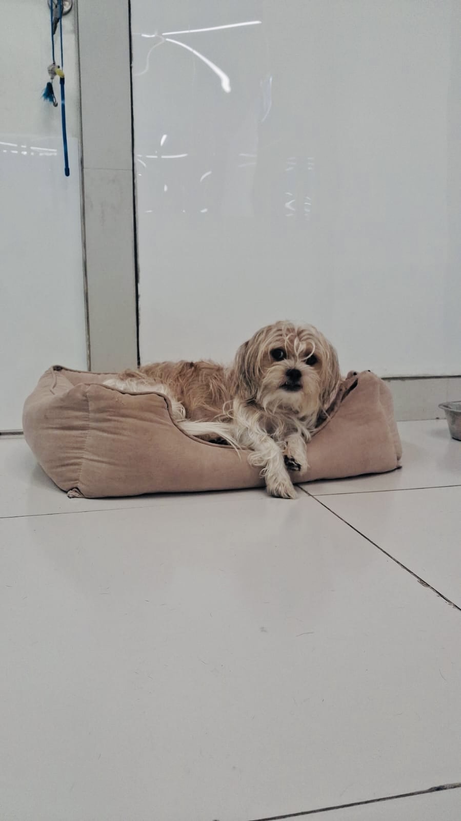 Pet day-care gallery photo 10